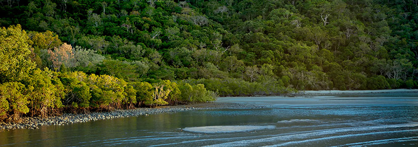 Cruise the Bloomfield River Australia